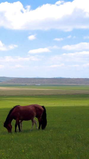 拍摄内蒙古美丽的千里草原上悠闲的马匹大自然17秒视频