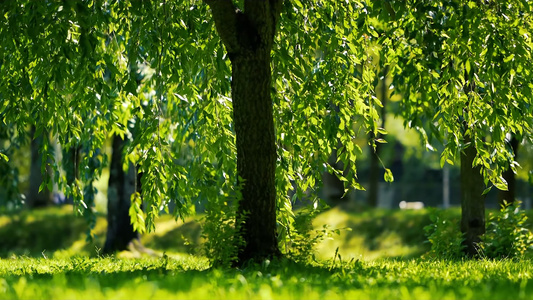 阳光透过树叶绿叶绿色环保生态立春盛夏视频