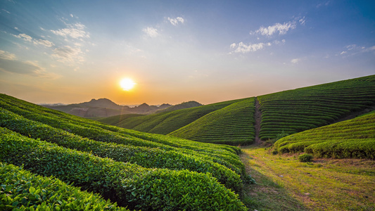 8k 延时茶园茶山日落夕阳视频