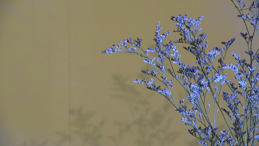蓝色树枝视频