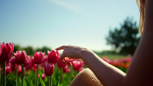 特写女人的手在盛开的郁金香田中抚摸花朵在阳光下反射20秒视频