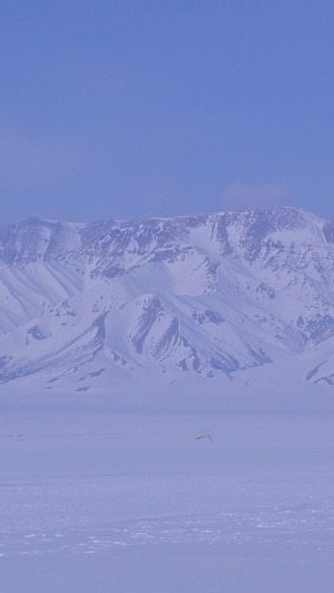 鸟在冰天雪地中飞翔5秒视频