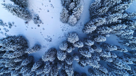 雪天白桦树林垂直航拍视频