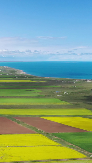 夏季的青海湖风光航拍视频油菜花田29秒视频