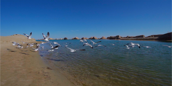 8K实拍海鸥海面飞翔视频