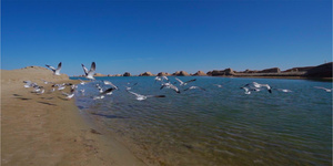8K实拍海鸥海面飞翔40秒视频