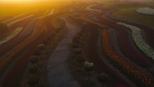 在日落光的花田上方的风景视频