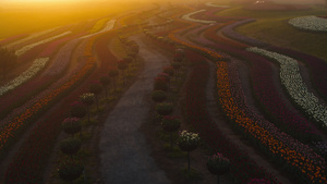 在日落光的花田上方的风景30秒视频