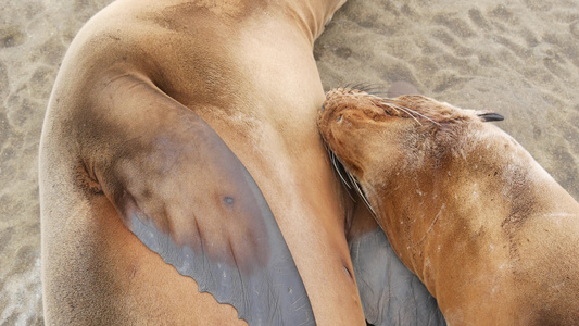 可爱的幼崽可爱的海狮小狗和妈妈有趣的懒惰海豹海洋海滩视频