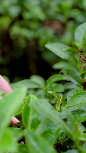 实拍走着抚摸茶树茶叶局部特写镜头茶叶嫩芽11秒视频