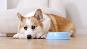 趴在地上的柯基犬等待喂食18秒视频