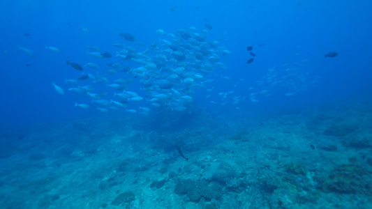 海底鱼群视频