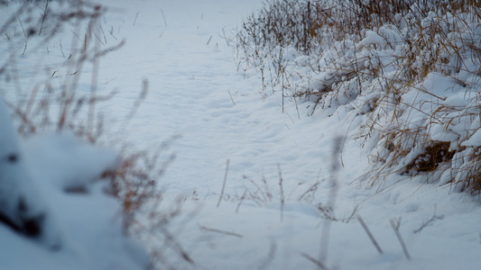 宁静的风景白雪在干草上视频