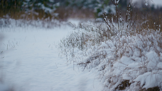 白雪躺在冬季森林的草地上视频