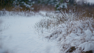 白雪躺在冬季森林的草地上13秒视频