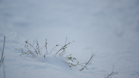 黏附雪层的稀薄的草视频