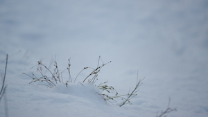 黏附雪层的稀薄的草11秒视频