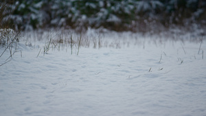 查看冰冻森林中积雪覆盖的地面16秒视频