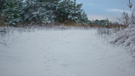 白雪覆盖的雪林草甸干草从层层白雪中探出视频