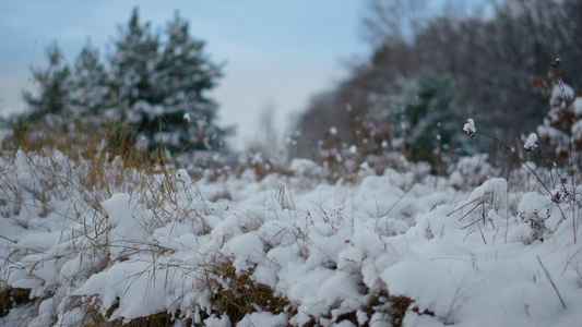 在森林冬日附近的多雪的干草视图视频