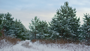 美丽的云杉站在森林边缘的冬日15秒视频