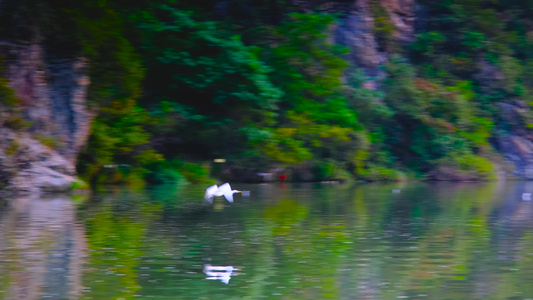 初秋河水边的白鹭视频