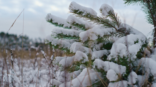 雪覆盖的云杉枝在冬天视频