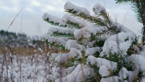 雪覆盖的云杉枝在冬天14秒视频