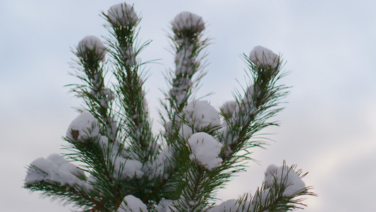 特写镜头积雪的云杉上面反对冬天天空视频