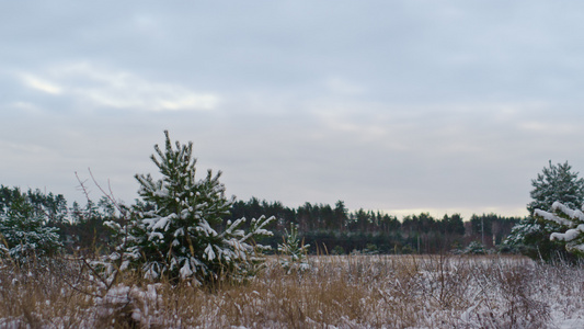在冬季森林前查看结冰的多雪草甸视频