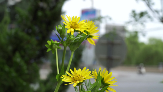 黄色路边野花花朵绿化视频