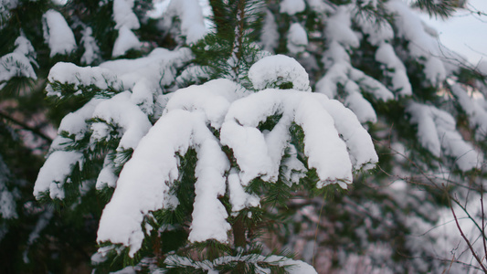 白雪皑皑的冷杉树枝下层柔软的雪花特写视频