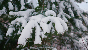 白雪皑皑的冷杉树枝下层柔软的雪花特写16秒视频