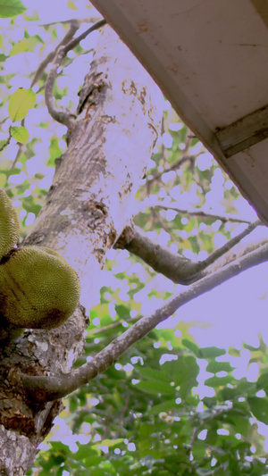 大树菠萝实拍科技务农12秒视频