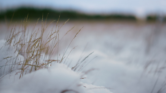 干雪覆盖的草在风中摇曳视频