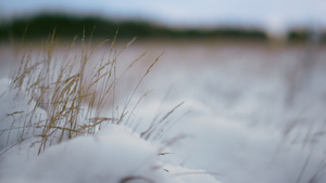 干雪覆盖的草在风中摇曳15秒视频
