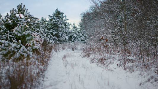 空旷的冰冻森林空地云杉光秃秃的树木覆盖着白雪视频