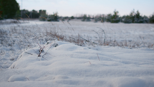 寒冷冬季天气下干草的冻雪林草甸特写视频