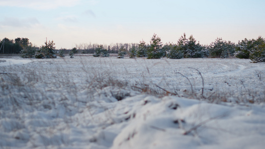 干草覆盖在前面积雪的冷杉树的白霜在冬日视频