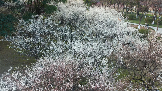 早春白梅梅花风光航拍素材视频