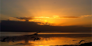 8K实拍海边夕阳海鸥飞翔22秒视频