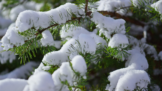 雪覆盖的云杉针在冬季视频