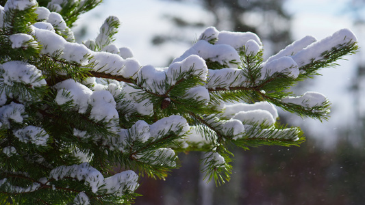 雪枝针叶树特写视频