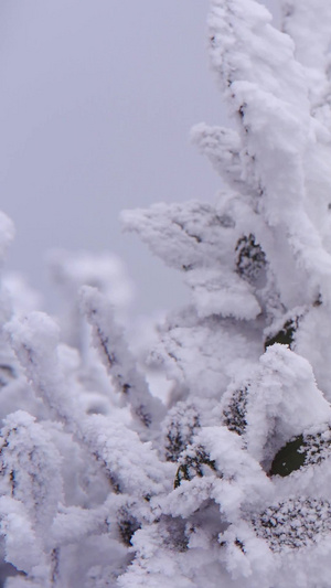 树林树枝雾凇冰凌美景特写镜头冷空气80秒视频