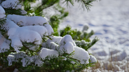 在寒冷的冬日阳光下雪覆盖的松树枝上有绿色的针叶视频