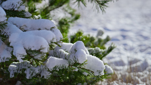 在寒冷的冬日阳光下雪覆盖的松树枝上有绿色的针叶12秒视频