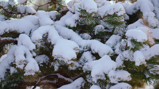 在寒冷的冬日特写大雪云杉树枝视频