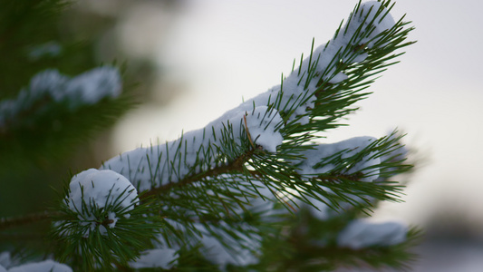 特写镜头积雪的云杉分支视频