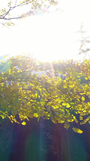金灿灿的银杏树阳光光影秋意百年银杏56秒视频