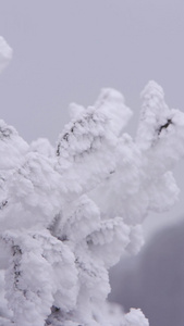 树林树枝雾凇冰凌美景特写镜头大特写雪花视频